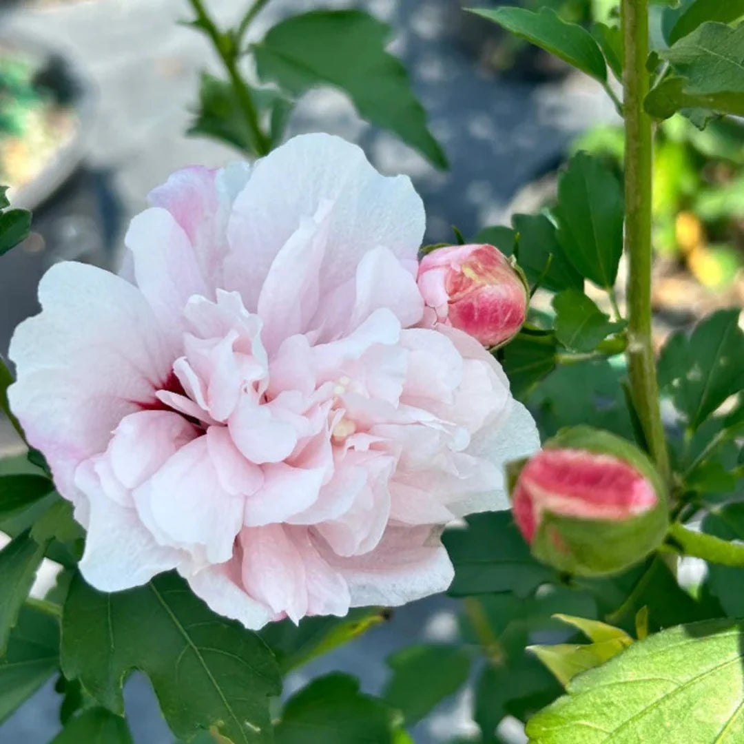 Close-up view of Strawberry Smoothie Hibiscus flower showing soft pink petals and creamy center