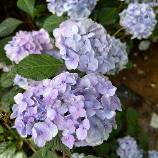 Bloomstruck Endless Summer Hydrangea Shrub Blooming in the Garden