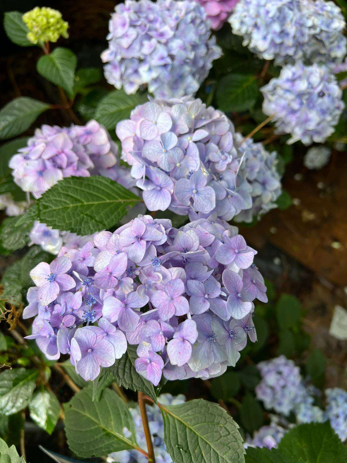 Bloomstruck Endless Summer Hydrangea