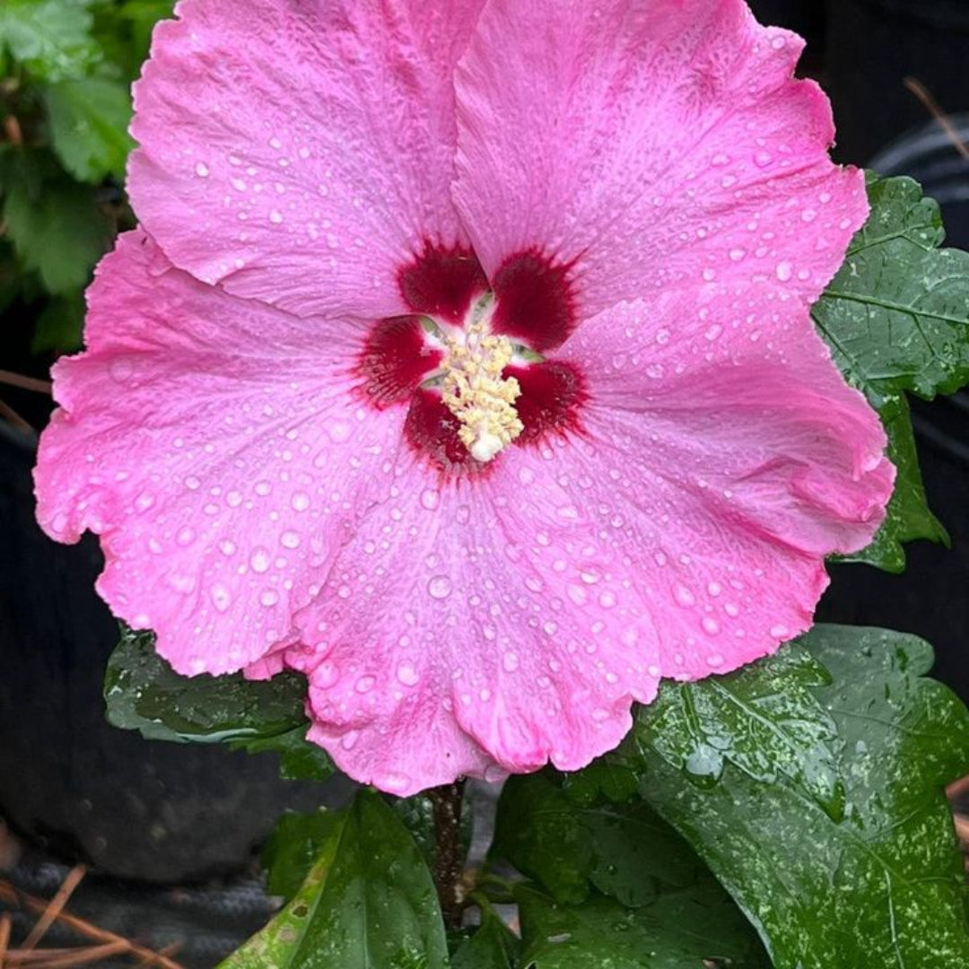 Aphrodite Althea Rose of Sharon Tree with Bright Pink Flowers