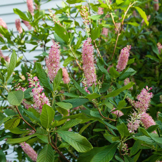 Ruby Spice Clethra shrub with fragrant pink bottlebrush flowers in summer bloom