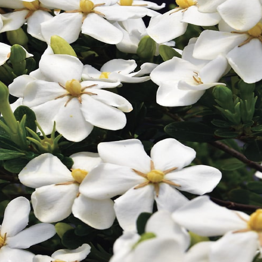 homeandgardensforless.com