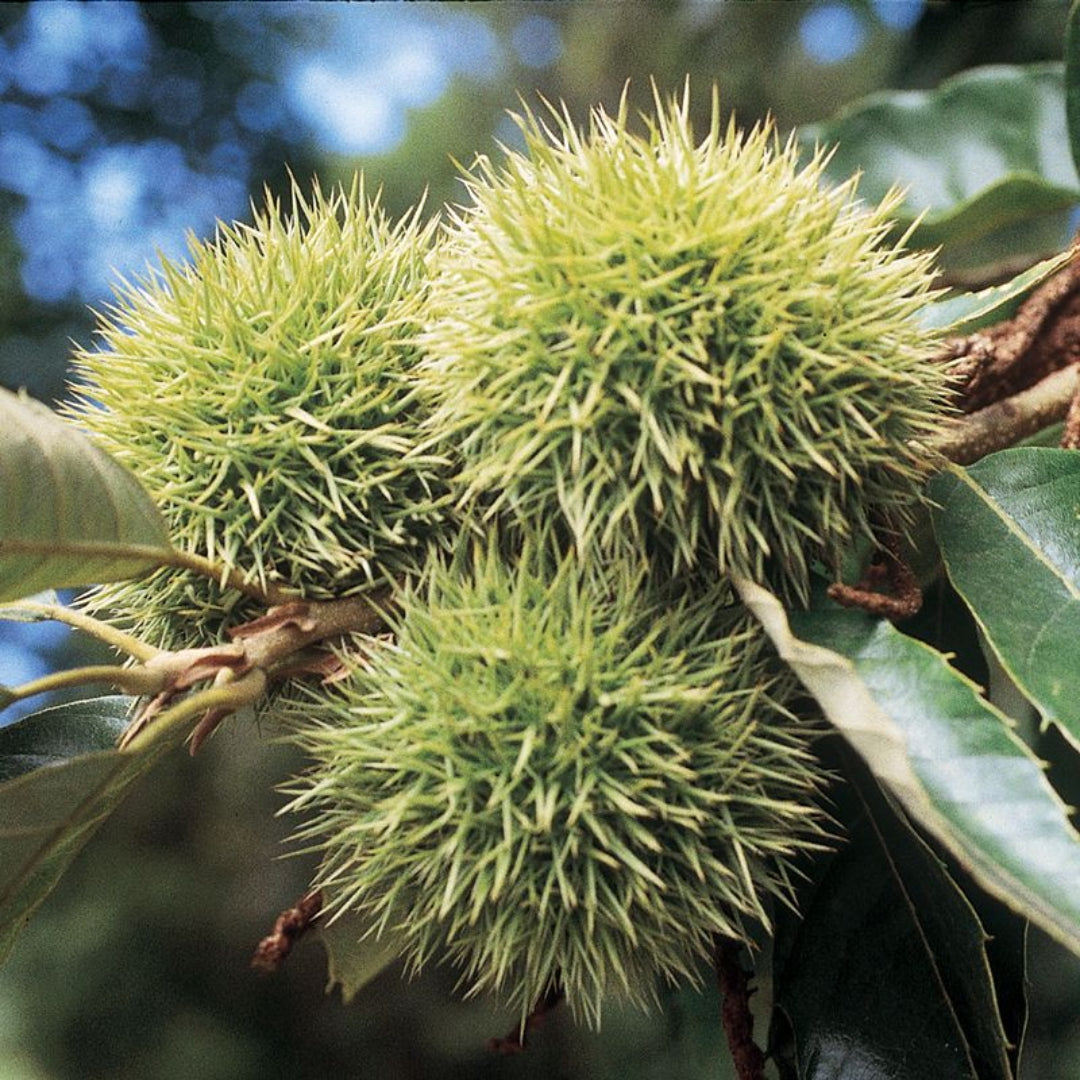 Young Chinese Chestnut Tree showing healthy foliage and upright growth
