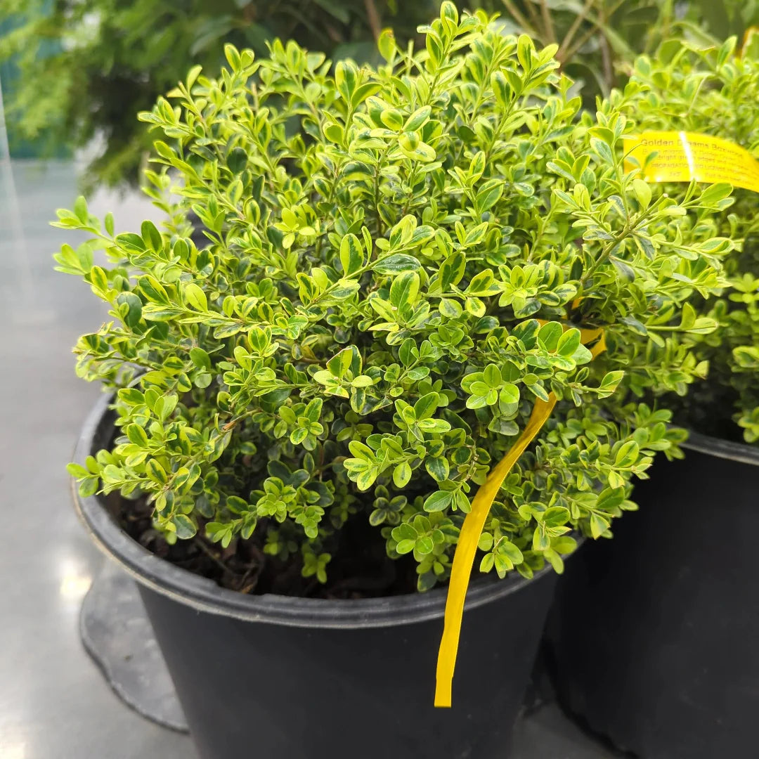 homeandgardensforless.com