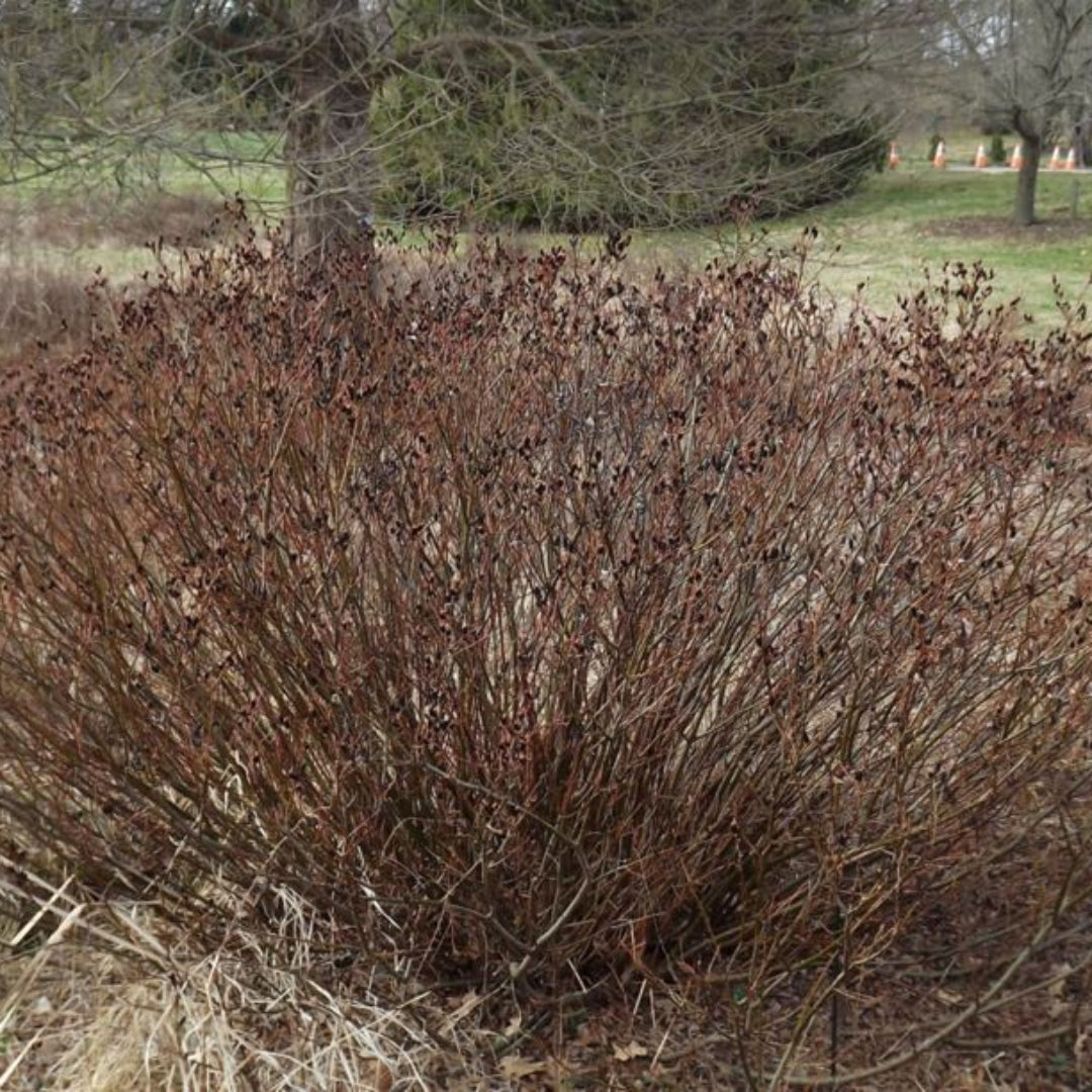 Black pussy willow branches commonly used for spring floral arrangements