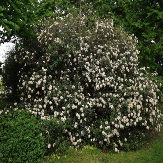 Pragense Viburnum Shrub with Evergreen Leaves and Spring White Flowers