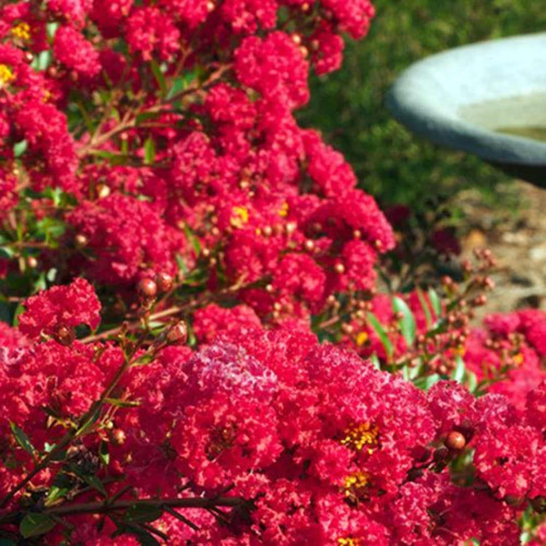 Cherry Dazzle crape myrtle summer flowers