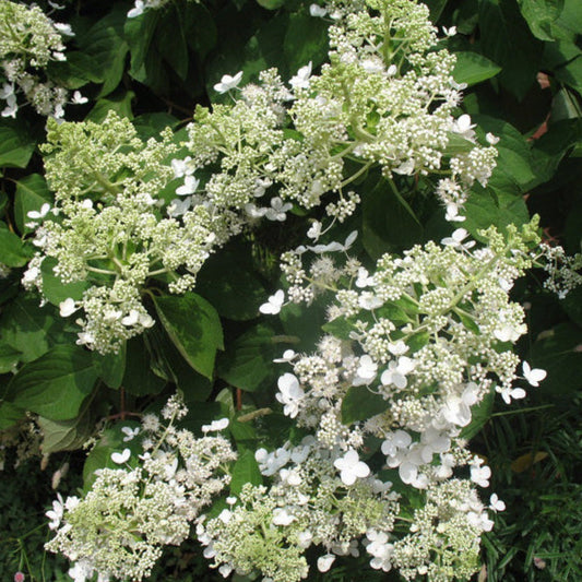 Chantilly Lace Hydrangea Bush Adding Bright Blooms to Gardens