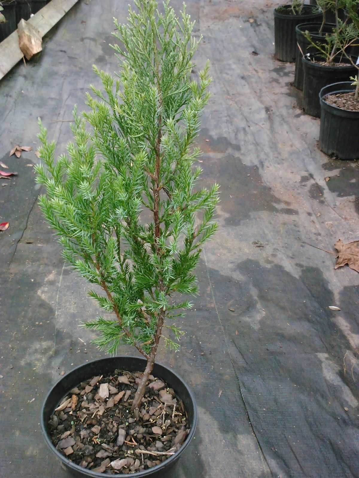 Blue Point Juniper