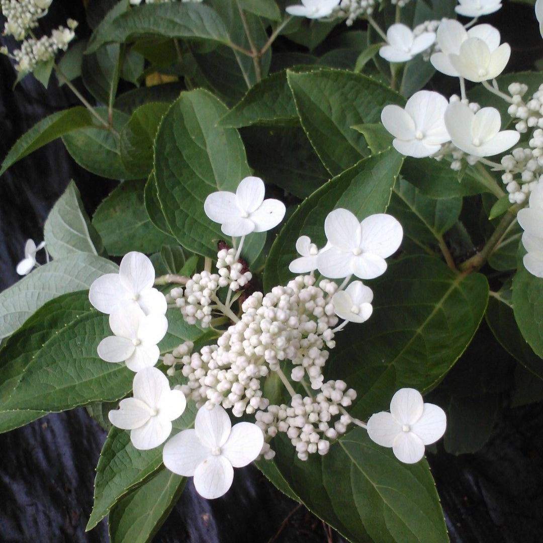 (1 Gallon) Dharuma Hydrangea, Compact, Dwarf, Sun/Shade Unique Beauty Cold Hardy