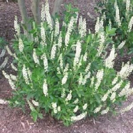 Close up of Clethra Hummingbird white fragrant blossoms