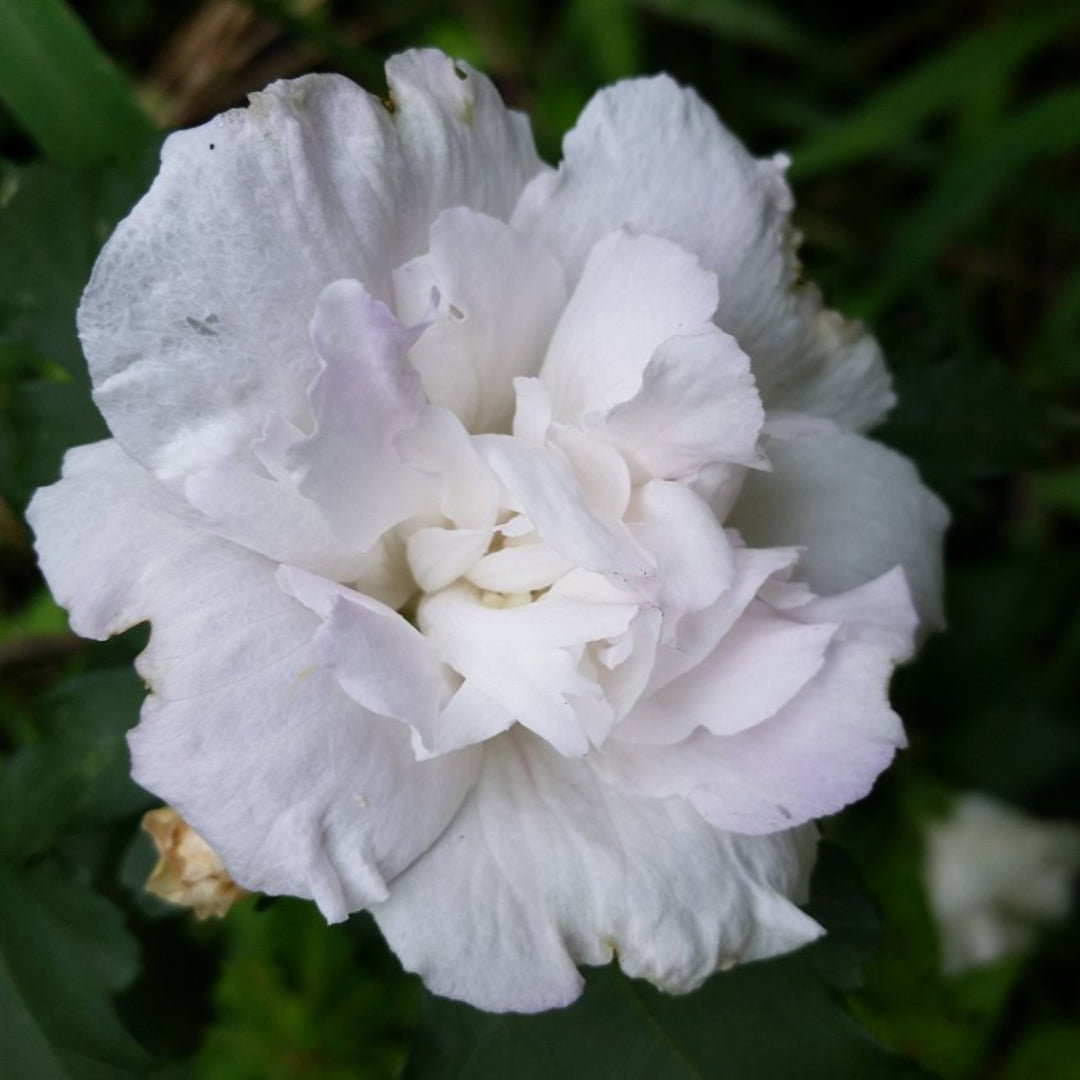 Bluebird Rose of Sharon Hibiscus Shrub with Blue Blooms