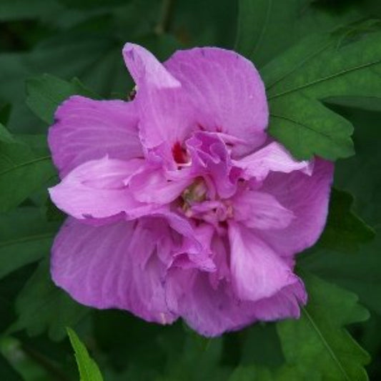 Althea Ardens Double Purple Blooms Tree – Hibiscus syriacus Ardens with vibrant layered flowers