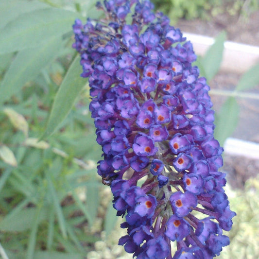 Black Knight' Butterfly Bush