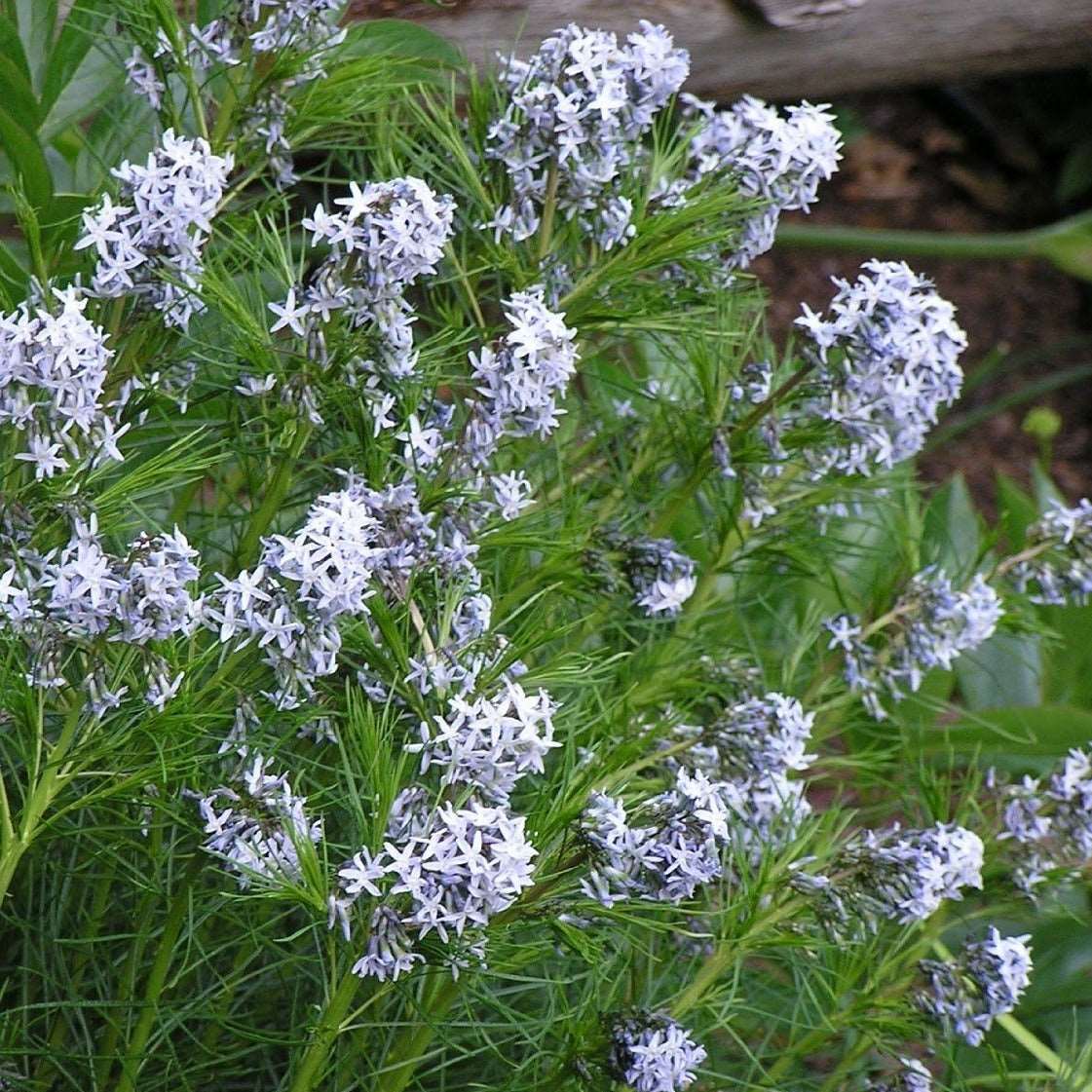 Amsonia Hubrichtii Arkansas Blue Star