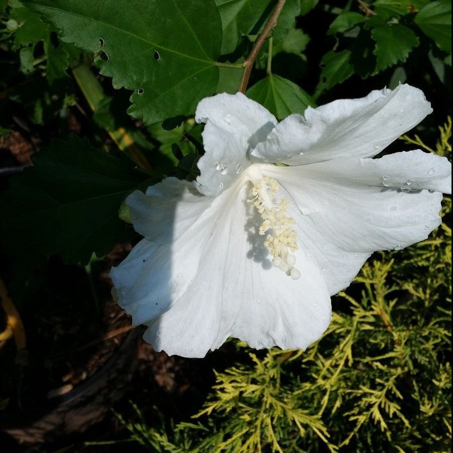 White Althea flowering shrub in nursery pot