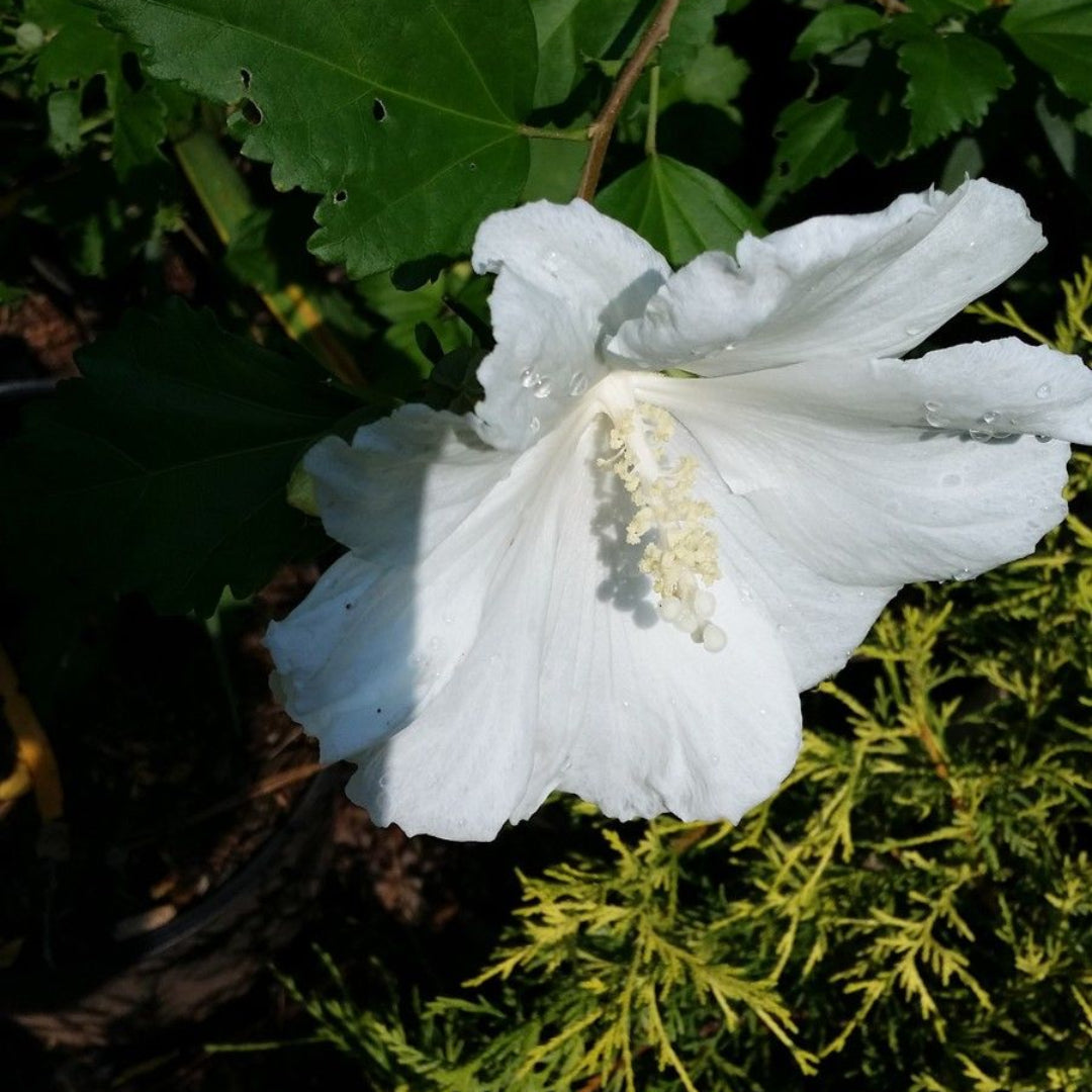 Althea Single White Blooms Tree full view in garden