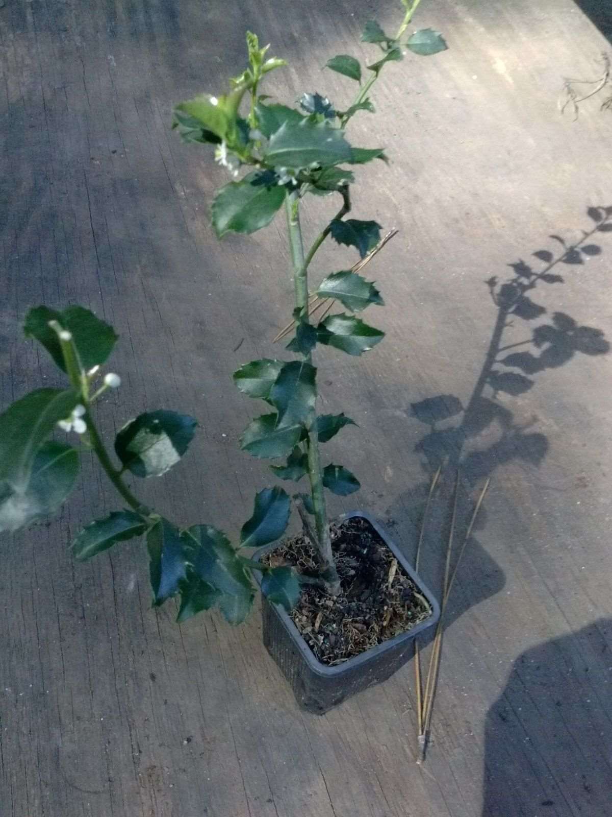 Blue Stallion Holly Multifunctional Evergreen Online on Sale from HnG Nursery for trees & plants