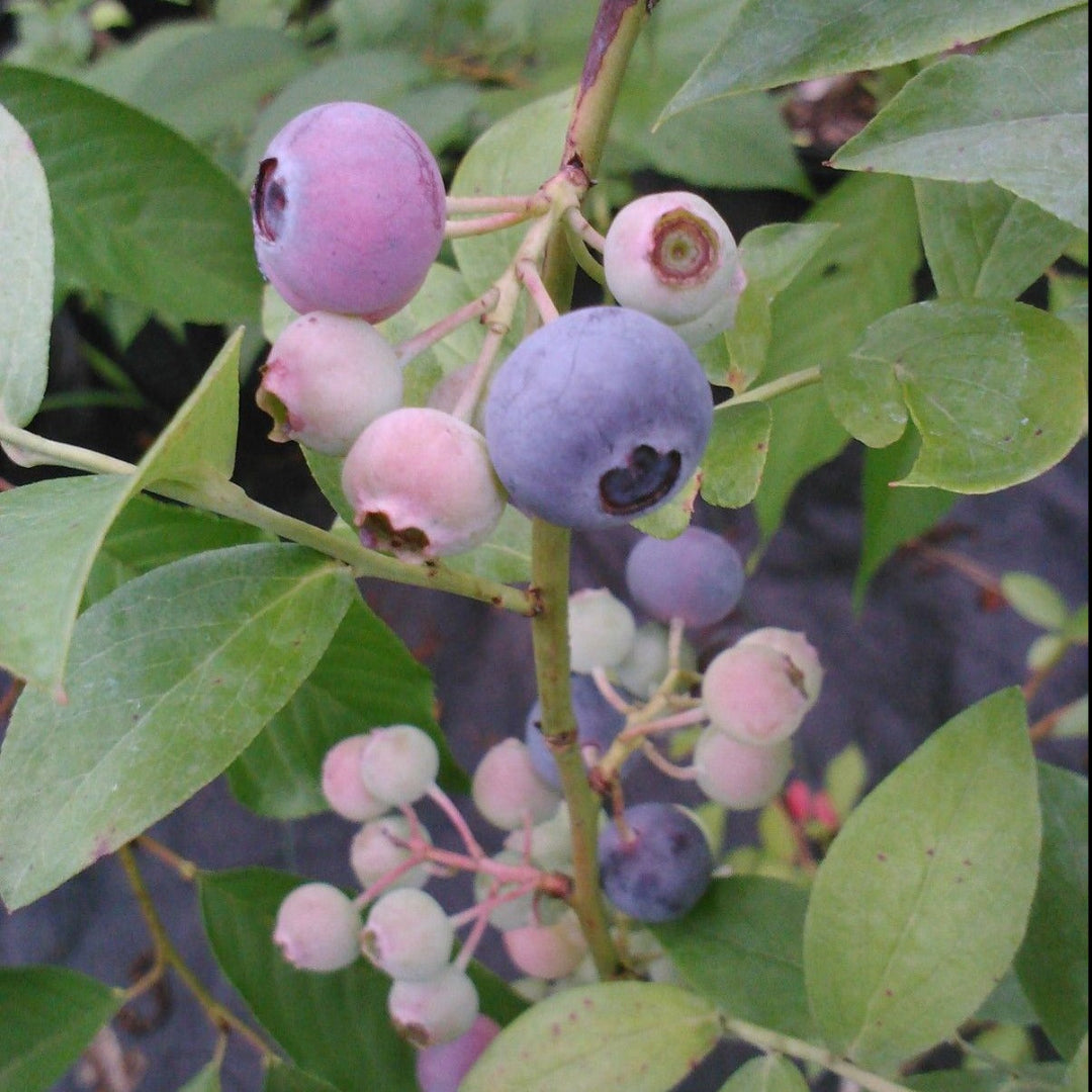 Garden Titan Blueberry with fresh fruit clusters