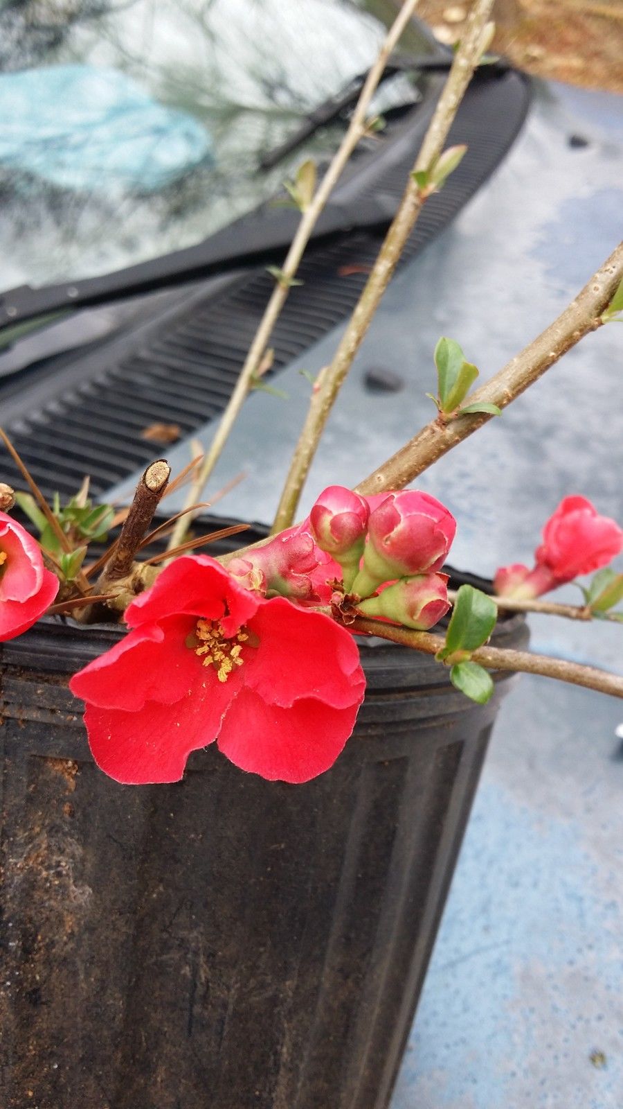 Spitfire Flowering Quince plant in nursery pot ready for planting