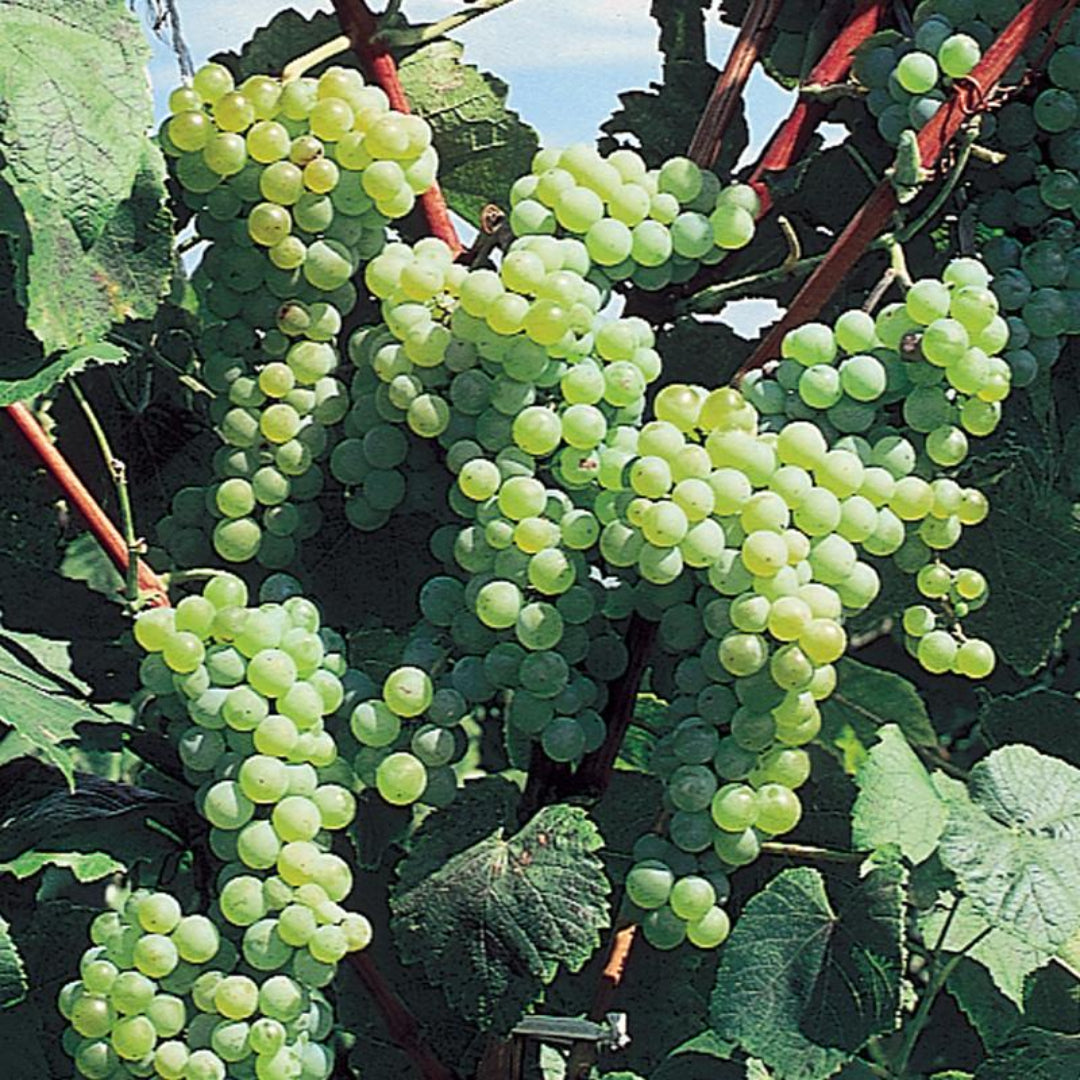 Ripe Himrod grapes with smooth golden skins displayed on the vine