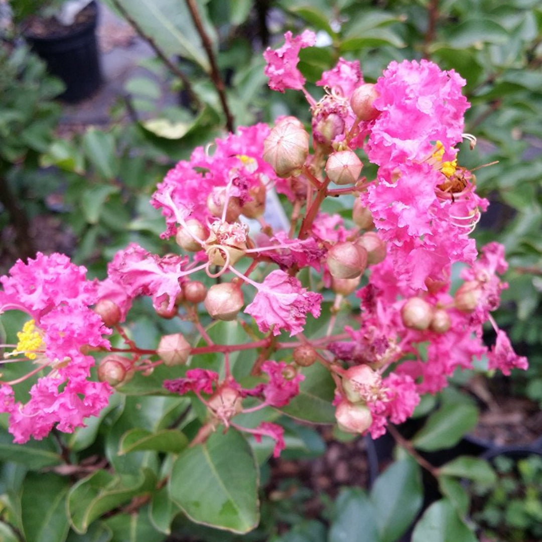 Sweetheart Dazzle Crape Myrtle – shrub