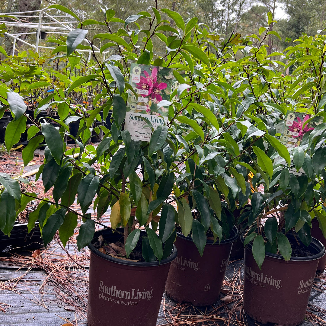 Magnolia Figo shrub featuring multiple ruby-pink flowers in full bloom outdoors