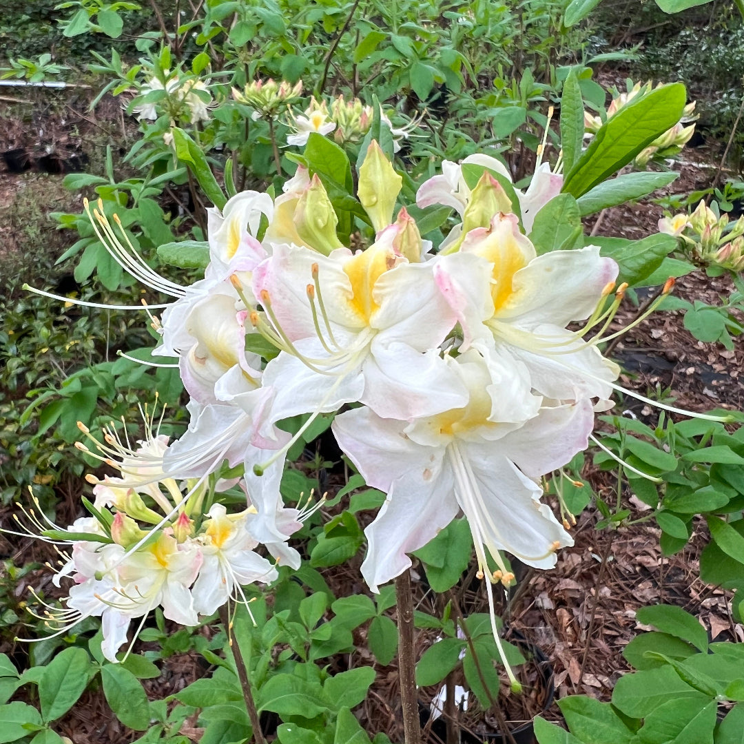 Darlin's Dream Azalea