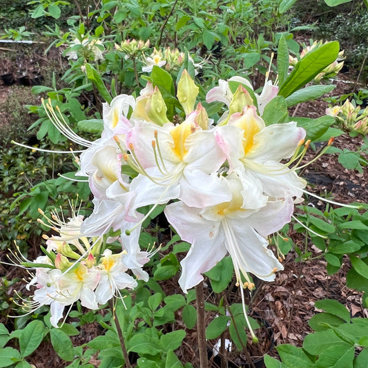Darlin's Dream Azalea