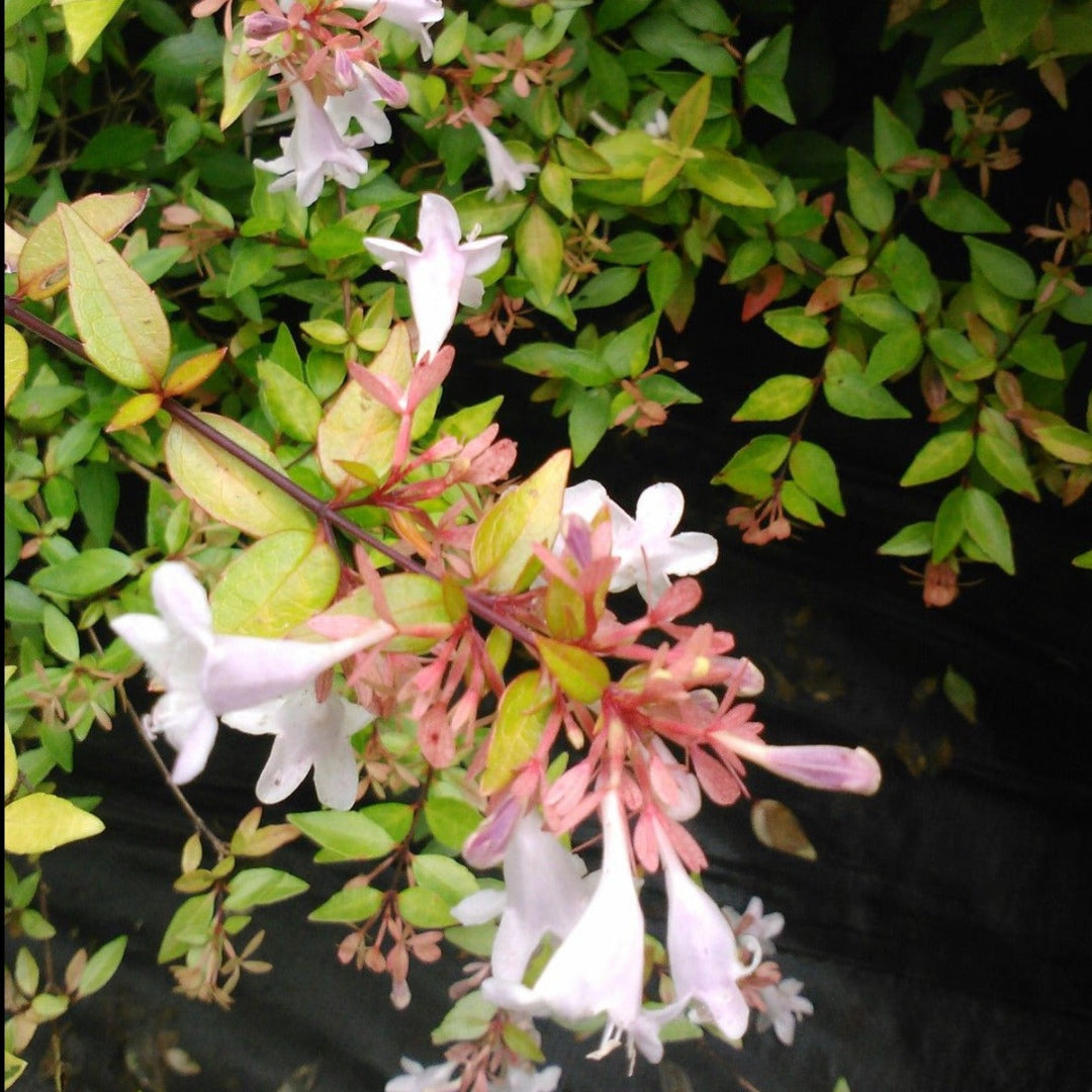 Abelia Grandiflora-Francis Mason – flowering shrub