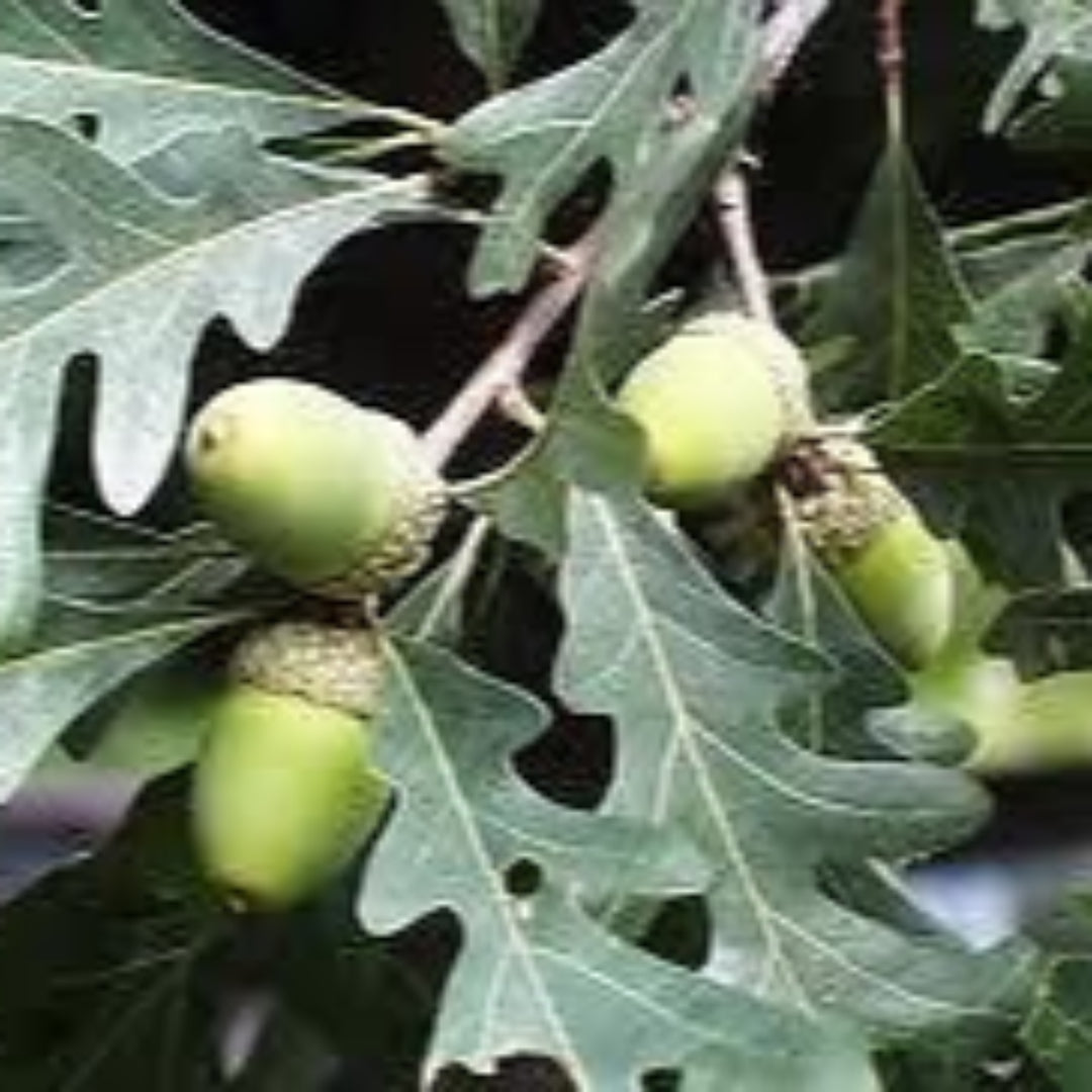 Young White Oak Tree showcasing early branching and healthy green foliage.