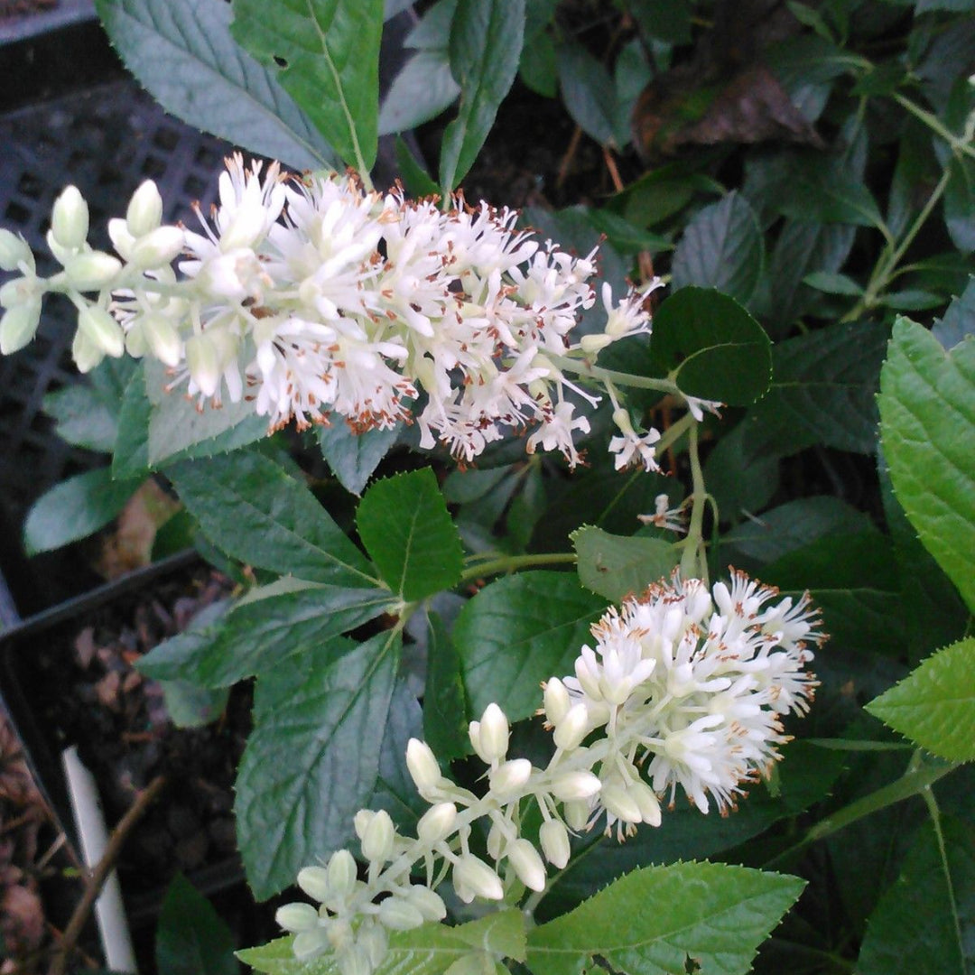 Clethra Summersweet Sweet Pepperbush flowering landscape shrub