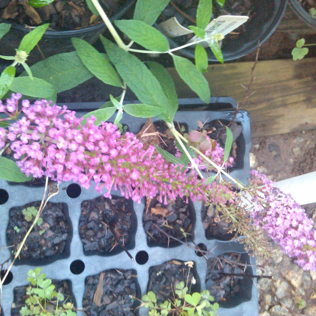 Summer Beauty' Butterfly Bush