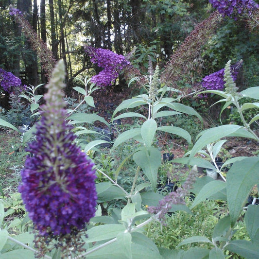 Blue Butterfly Bush Plant – shrub