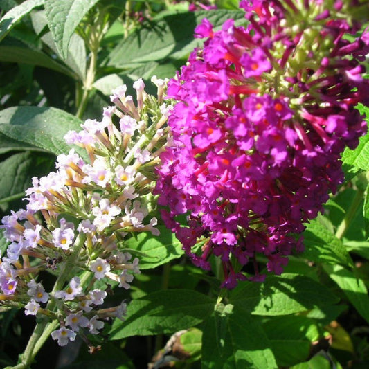 Butterfly Bush, Dark Reddish Purple Flowers – shrub