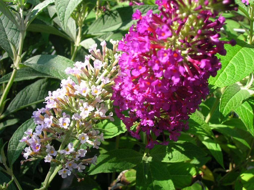 Butterfly Bush, Dark Reddish Purple Flowers