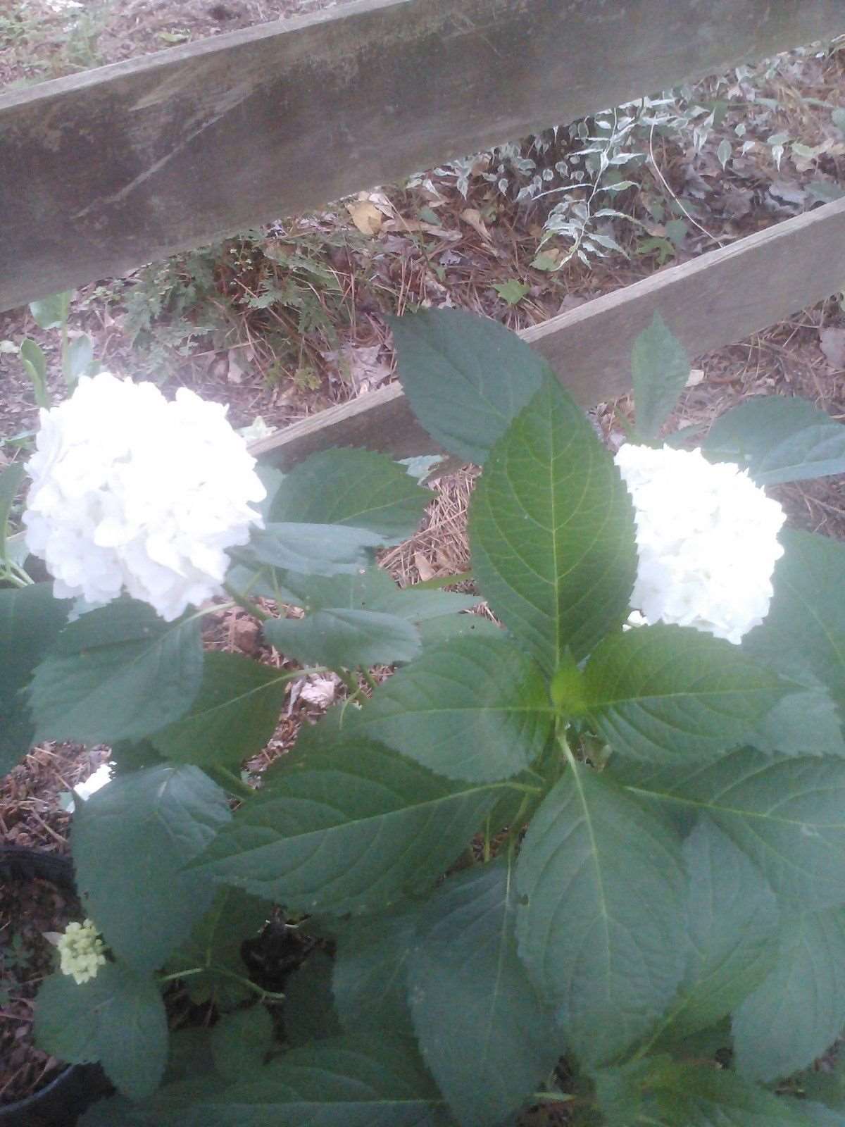 Bounty Mophead Hydrangea- Cold Hardy