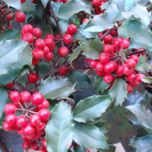 Blue Girl Holly plant with bright red berries providing winter interest