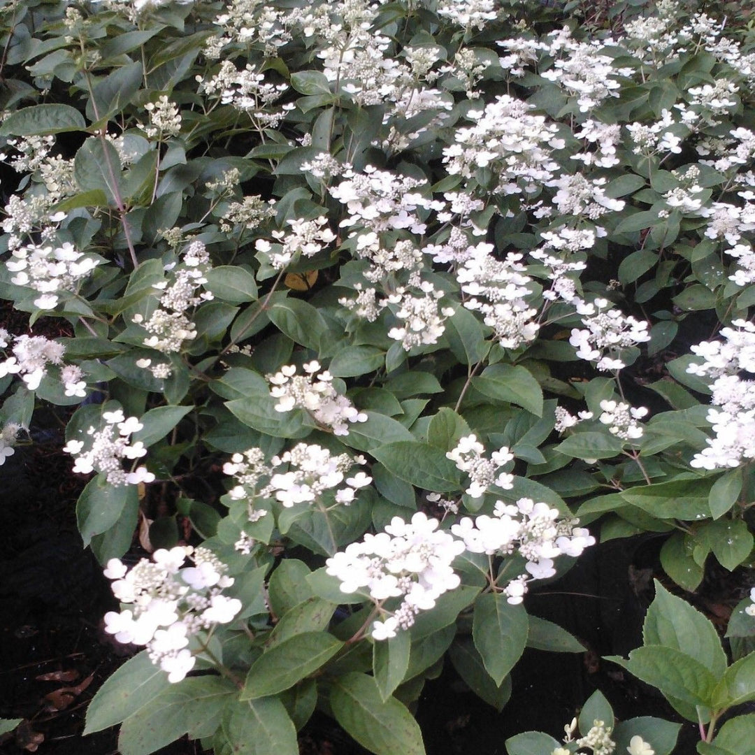 Mariesii Viburnum Shrub Blooming with Layered White Flowers and Green Leaves