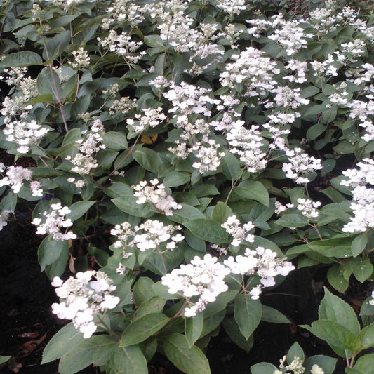 Mariesii Viburnum Shrub Blooming with Layered White Flowers and Green Leaves