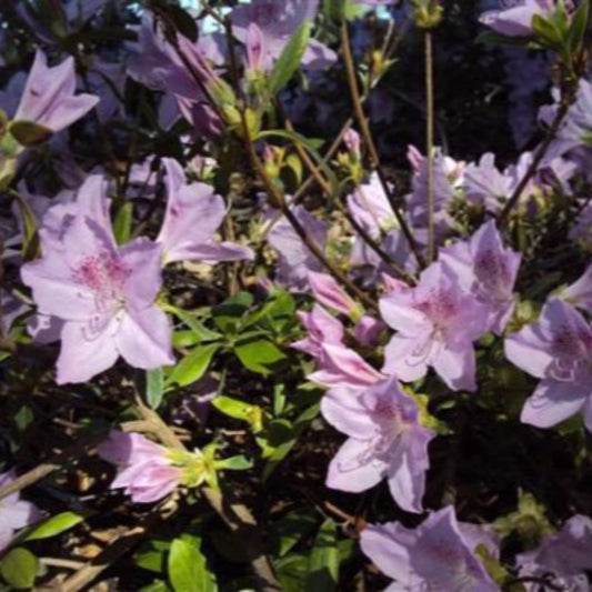 (1 Gallon) Mildred Mae-Hybrid Azalea, Delicate Lavender Flowers, Compact Evergreen Shrub