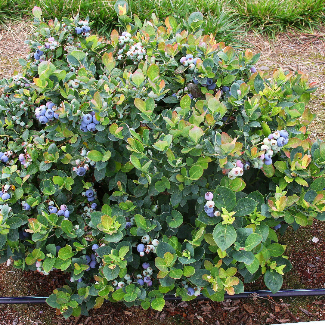 Robeson Blueberry Bush Displaying Leaf Color and Structure