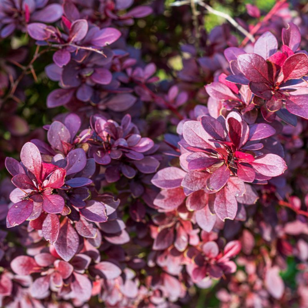 homeandgardensforless.com