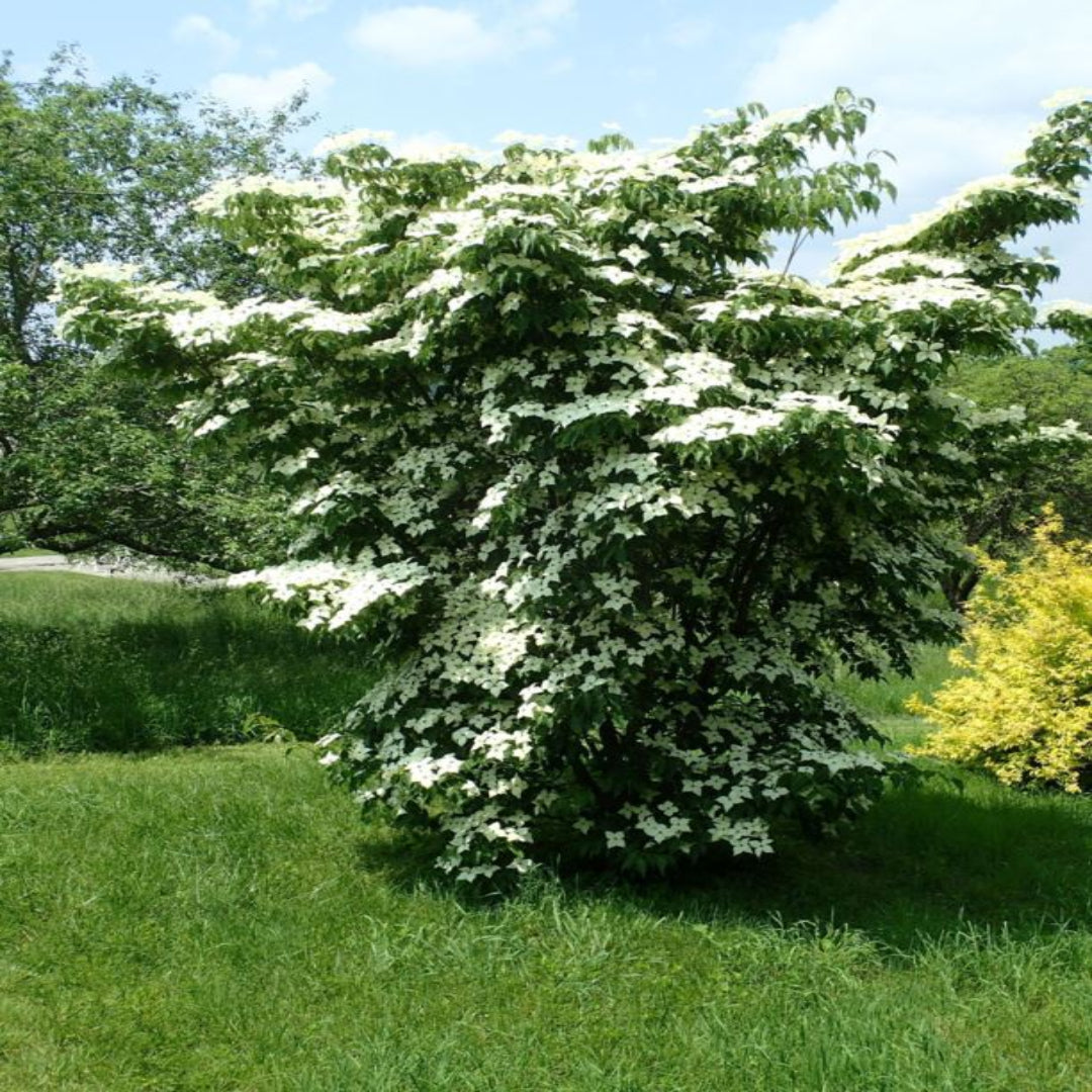 Greensleeves Dogwood in full bloom in garden