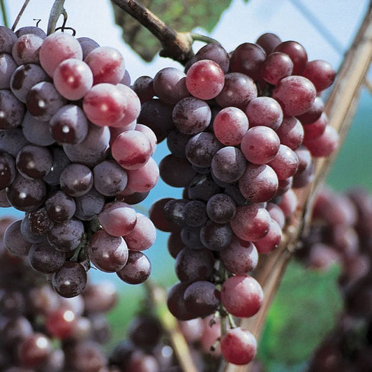 Healthy Vanessa Seedless grape vine growing in home garden