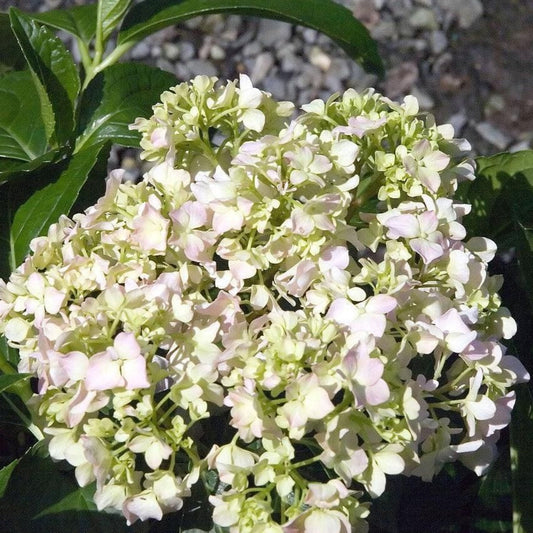 Big Daddy Hydrangea shrub in full bloom with lush blue flowers