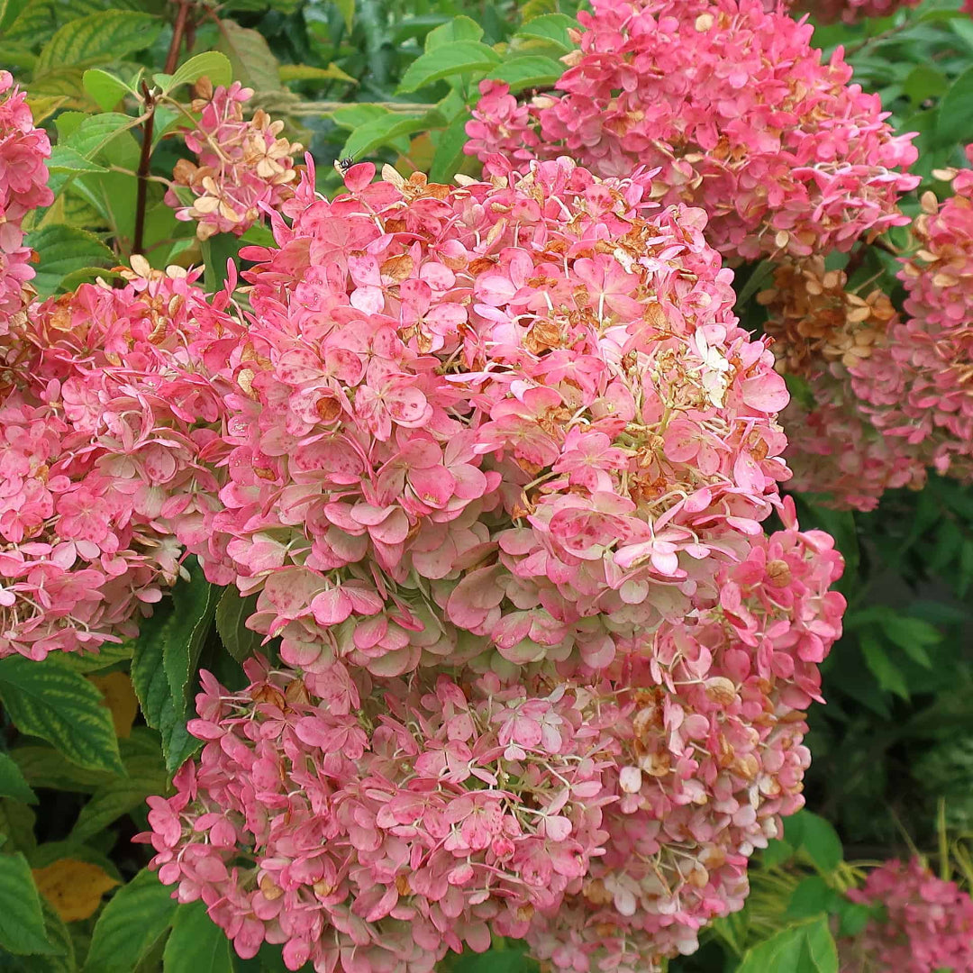 Vanilla Strawberry Hydrangea with Pink and White Panicle Blooms