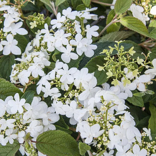 Summer Snowflake Viburnum Shrub Showcasing Elegant White Flower Layers