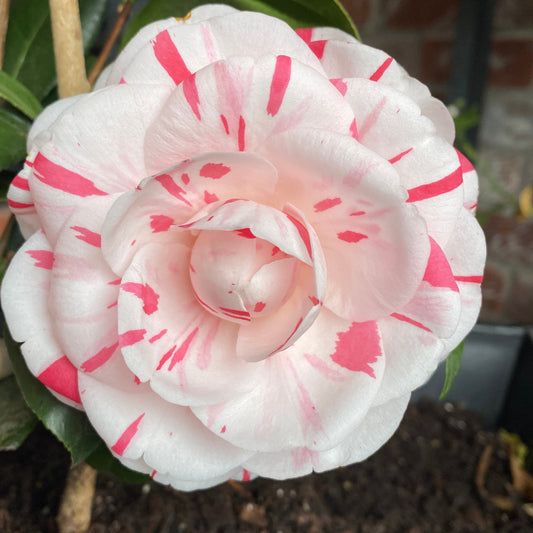 La Peppermint Camellia Shrub in Garden Setting