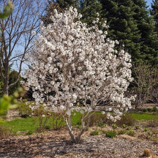 Young Centennial Blush Magnolia tree flowering in early spring
